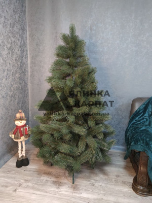 Сосна лита елітна